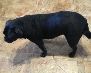 Kobe Blind Pug Halo Bumper