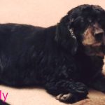 Dolly Blind Cocker Spaniel Glaucoma
