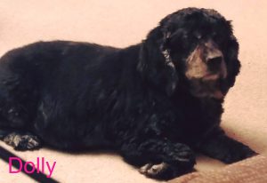 Dolly Blind Cocker Spaniel Glaucoma
