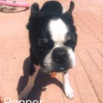 Pepper Blind Boston Terrier Cataracts