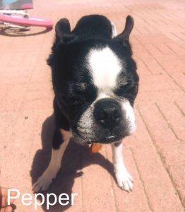 Pepper Blind Boston Terrier Cataracts