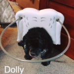 Dolly Blind Cocker Spaniel Glaucoma