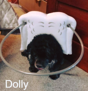 Dolly Blind Cocker Spaniel Glaucoma