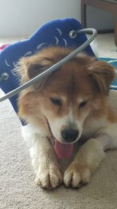 Ray Blind Collie Mix Halo Bumper