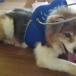 Ray Blind Collie Mix Halo Bumper