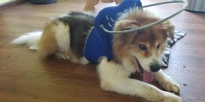 Ray Blind Collie Mix Halo Bumper