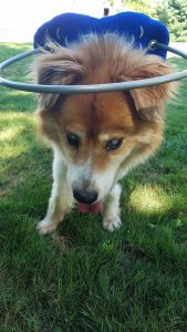 Ray Collie Mix Halo Bumper