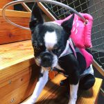 Pepper Blind Boston Terrier Cataracts