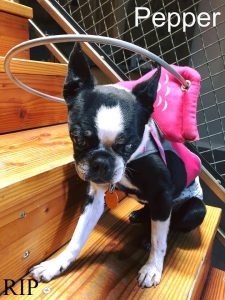 Pepper Blind Boston Terrier Cataracts