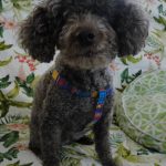 Coco Beanie blind Toy Poodle halo bumper