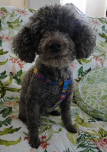 Coco Beanie blind Toy Poodle halo bumper