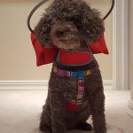 Coco Beanie Toy Poodle halo bumper