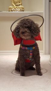 Coco Beanie Toy Poodle halo bumper
