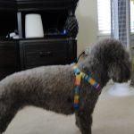 Coco Beanie blind Poodle halo bumper