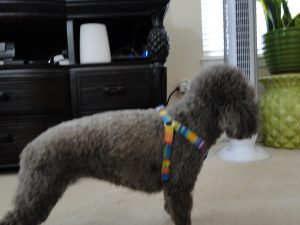Coco Beanie blind Poodle halo bumper