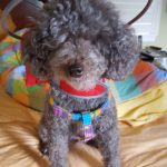 Coco Beanie blind Toy Poodle halo bumper