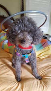Coco Beanie blind Toy Poodle halo bumper