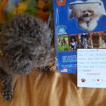 Coco Beanie blind Toy Poodle halo bumper