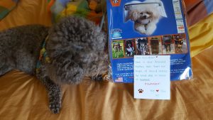 Coco Beanie blind Toy Poodle halo bumper
