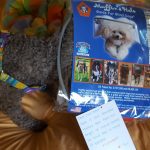 CocoBeanie blind toy poodle halo bumper