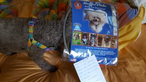 CocoBeanie blind toy poodle halo bumper