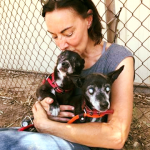 Blind Chi/Doxie mixcataract halo bumper