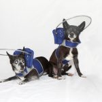 Blind Chihuaua halo bumper