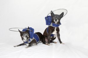 Blind Chihuaua halo bumper