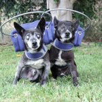 Blind dog help halo bumper