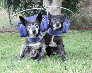 Blind dog help halo bumper