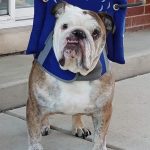 Blind English Bulldog SARDS halo bumper