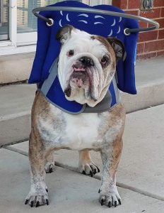Blind English Bulldog SARDS halo bumper