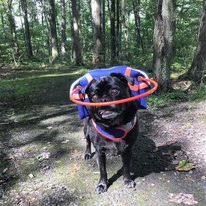 Kobe blind Pug halo bumper