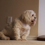 Lola blind LhasaApso halo bumper
