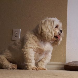 Lola blind LhasaApso halo bumper