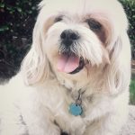 Lola blind Lhasa Apso bumper halo