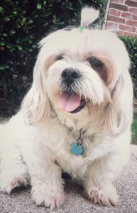 Lola blind Lhasa Apso bumper halo
