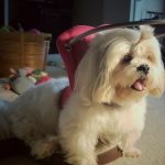 Lola blind Lhasa Apso bumper halo