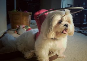 Lola blind Lhasa Apso bumper halo