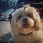 Lola blind Lhasa Apso halo bumper