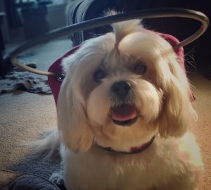 Lola blind Lhasa Apso halo bumper