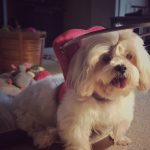 Lola blind Lhasa Apso halo bumper