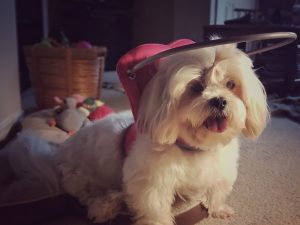 Lola blind Lhasa Apso halo bumper