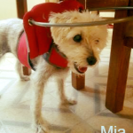 Mia Blind Poodle Halo Bumper