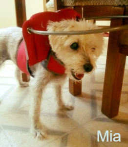 Mia Blind Poodle Halo Bumper