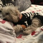 Winston blind Toy Poodle halo bumper