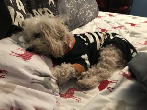 Winston blind Toy Poodle halo bumper