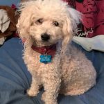 Winston blind Toy Poodle halo bumper