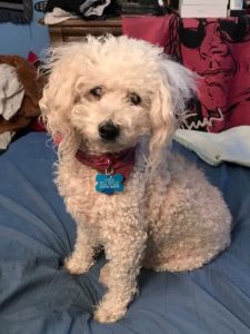 Winston blind Toy Poodle halo bumper