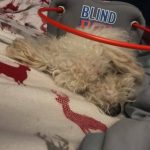 Winston blind toy poodle halo bumper